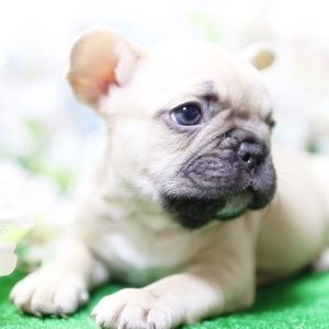 Meet your Posher, Yong sun